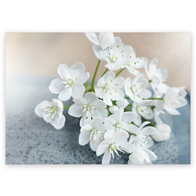 Поздравительная открытка с принтом Белые цветочки 3 в Нижнем Новгороде, 100% бумага | плотность бумаги 280 г/м2, матовая, на обратной стороне линовка и место для марки
 | белый | цветок | цветы